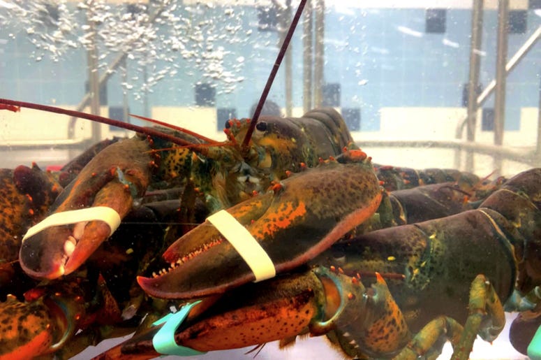 Lobster