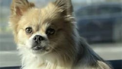 Police seek public's help to find dog stolen from SUV in East Hollywood