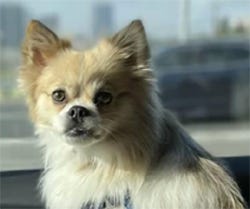 Loki - a golden Pomeranian
