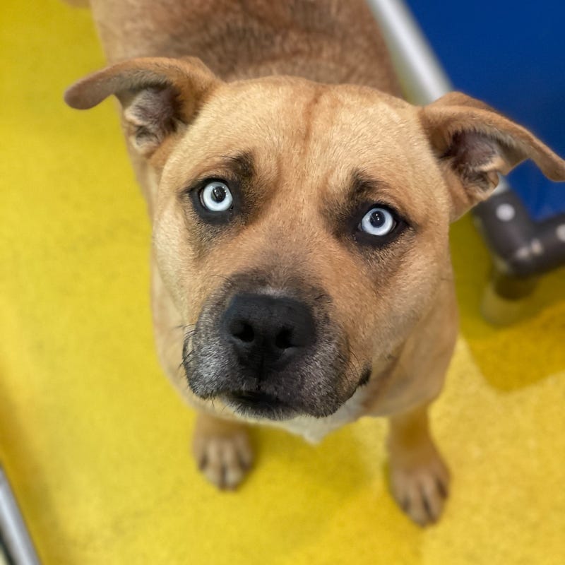 Lola #A1172493