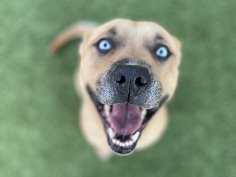 Lola #A1172493