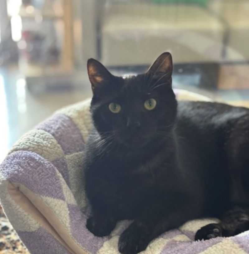 London (cat)