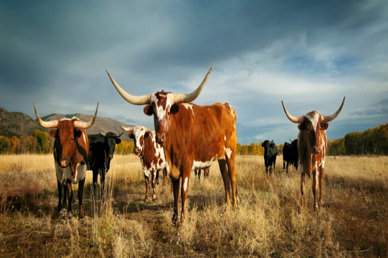 Longhorns