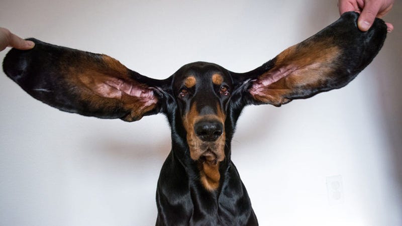 Dog In Guinness Book For Longest Ears