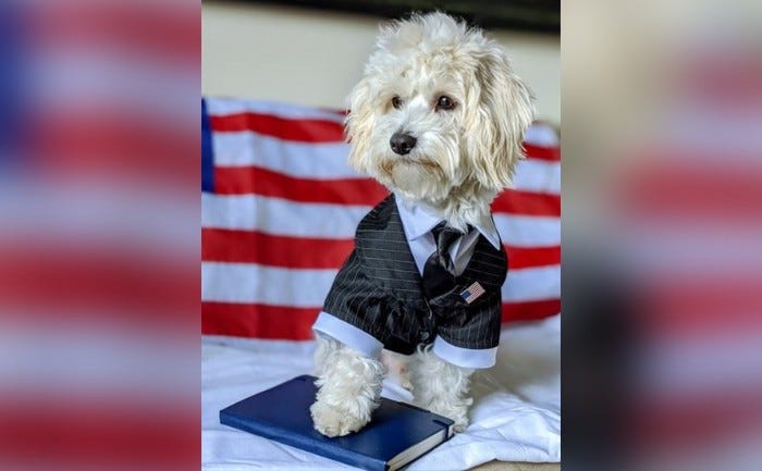 Louie, the new "First Dog" of Montgomery County, was chosen from over 400 entrants.