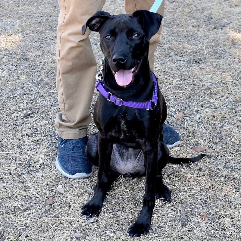 Louisa the dog is available now for adoption