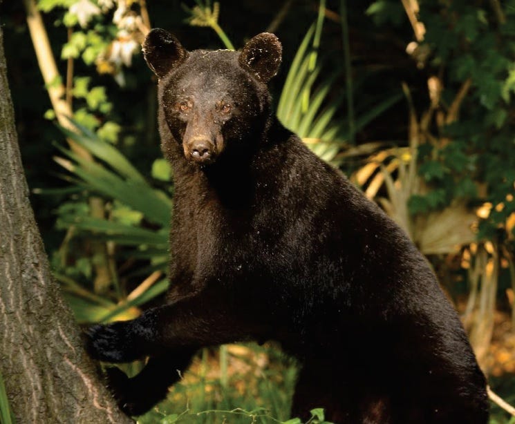 Bears
