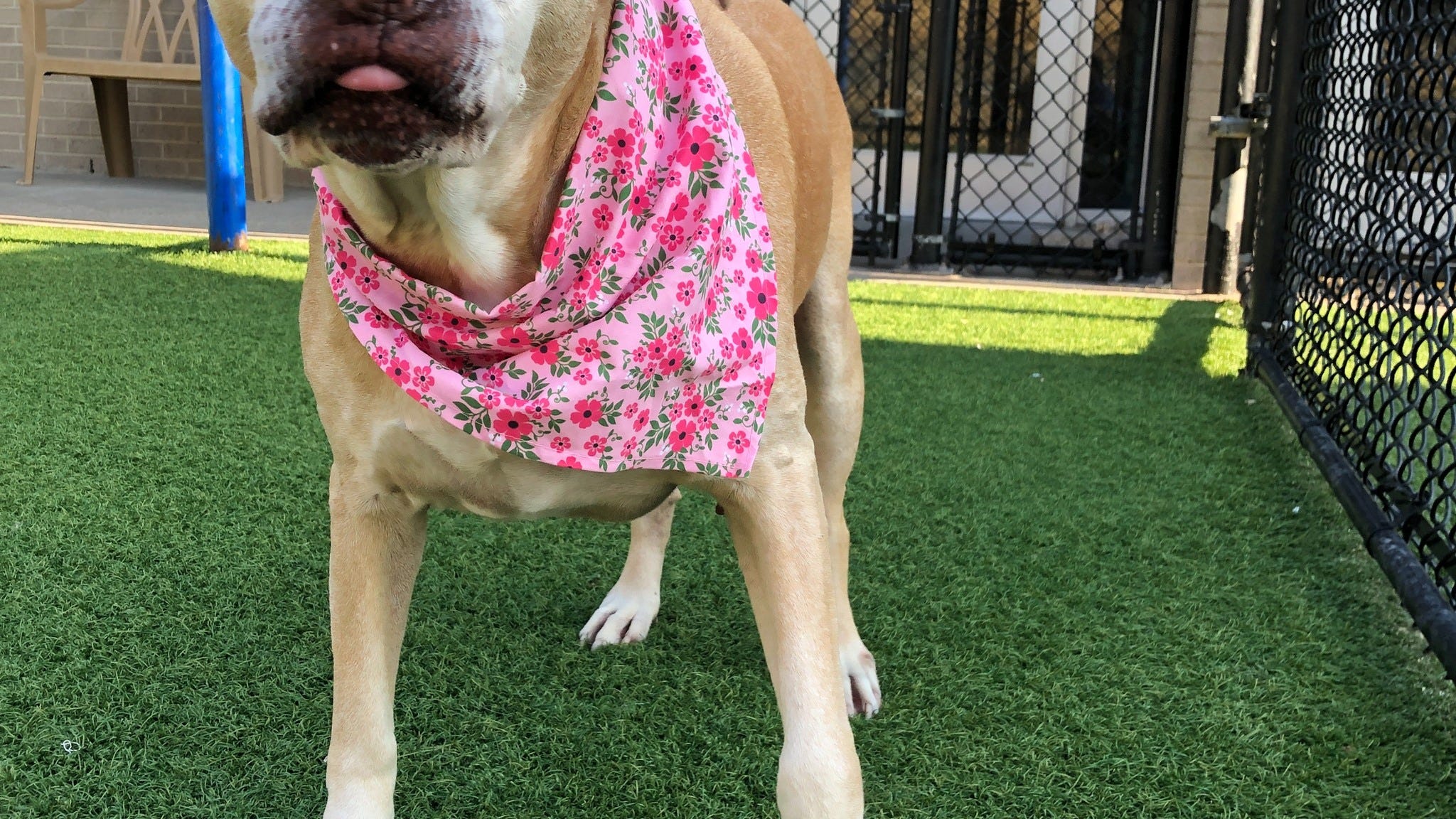 Canine Corner: Lovely