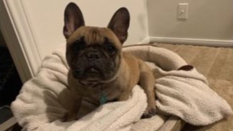 brown french bulldog