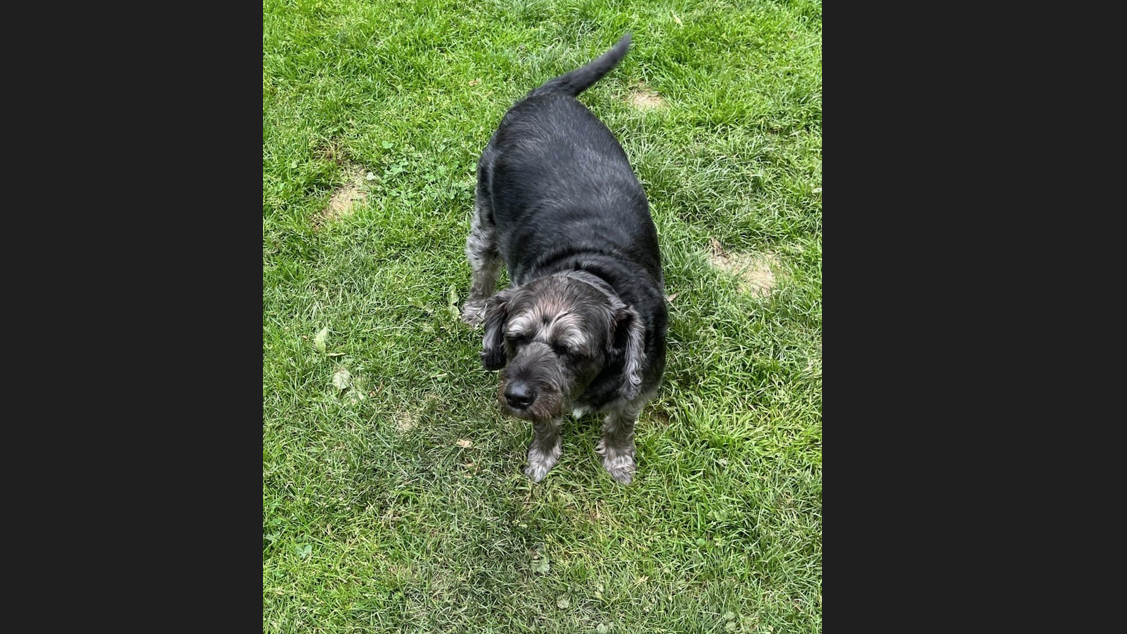 Veteran looking for dog after his car was stolen in Mt. Pleasant