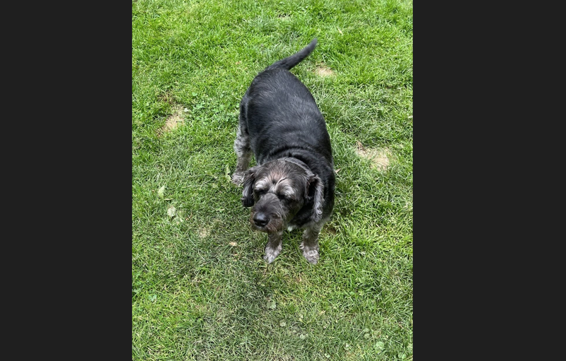 Lucky the dog