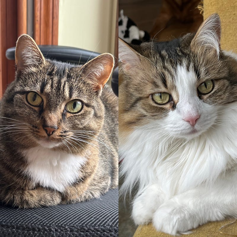 Luna and Skye
