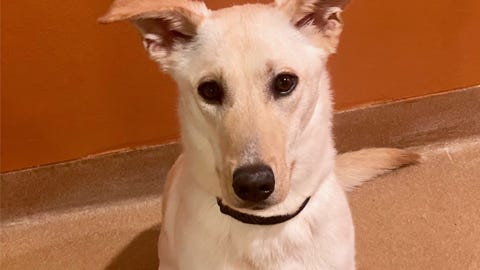Lyle is a one-year-old Shepherd mix who would love to be your best friend