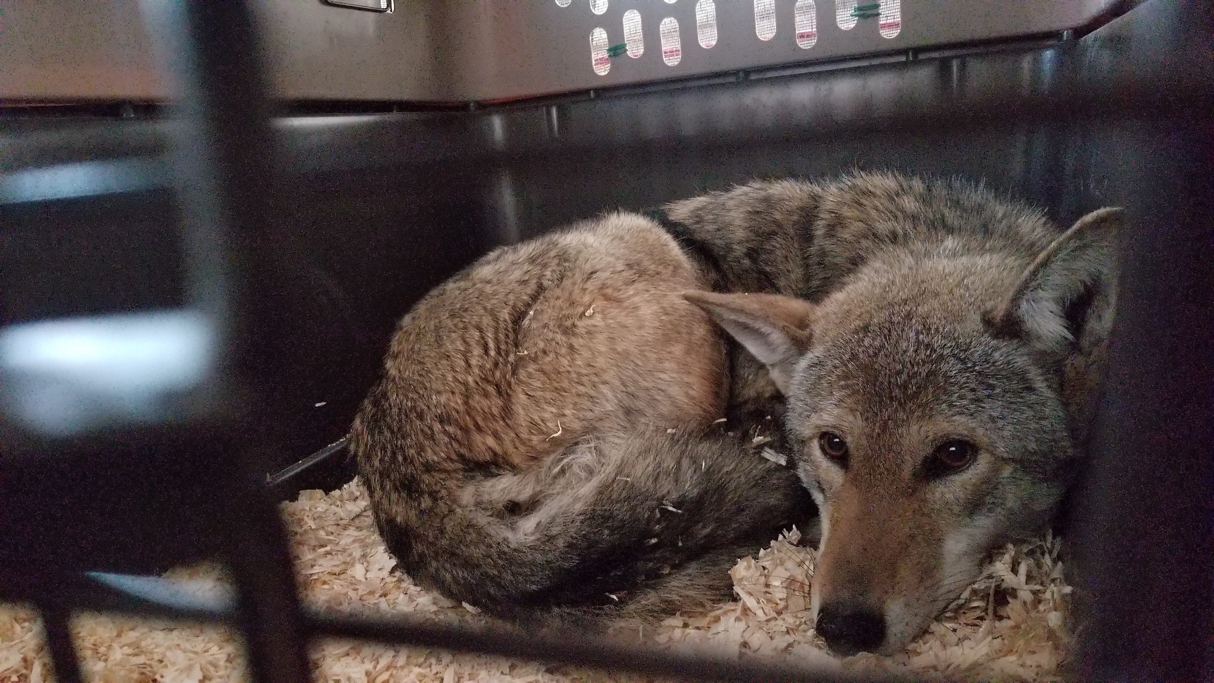 Endangered Wolf Center helping 'one of the most endangered animals in the world'