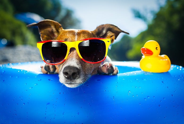 Dog with sunglasses in kiddie pool
