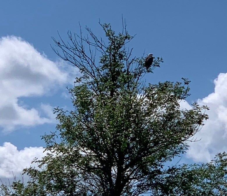Eagle in tree