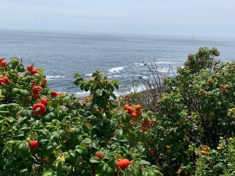 ocean view