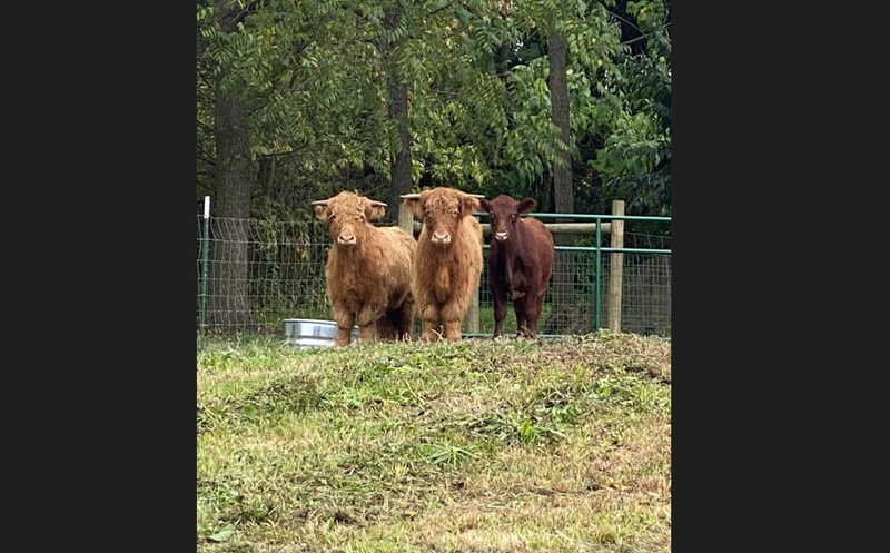 M&J Farms missing cows