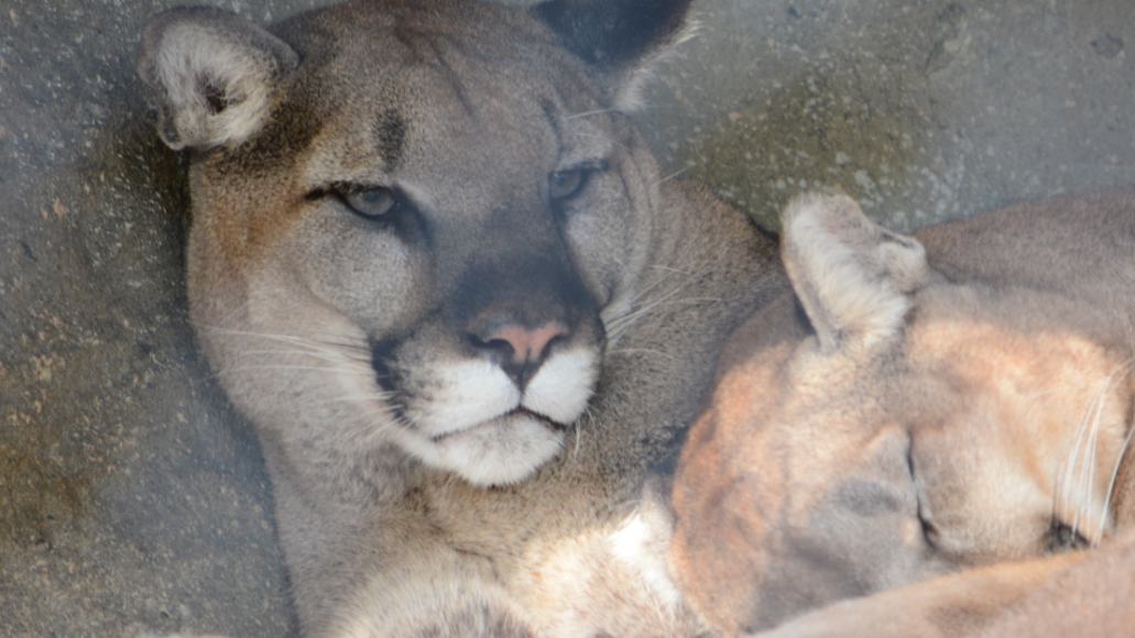 Wildlife officials confirm rare mountain lion sighting in North Texas