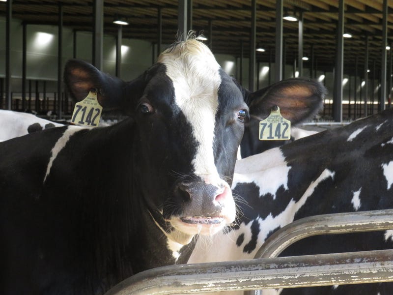 Gov. Ned Lamont visited Oak Ridge Dairy to make the pandemic relief funding announcement Wednesday. Oak Ridge Dairy is a fifth-generation family farm in Ellington.
