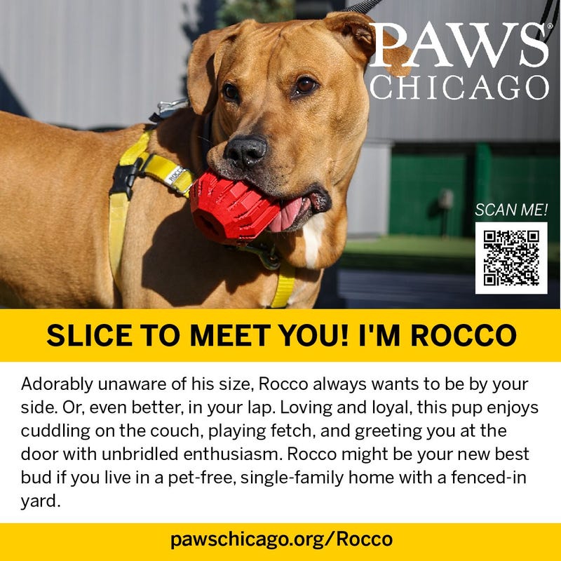 PAWS Chicago