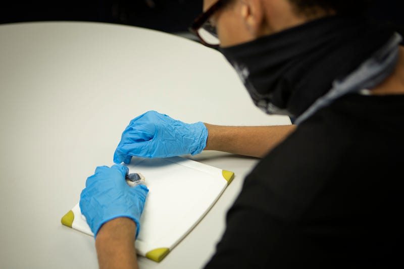 Dissect an Eye at MSI