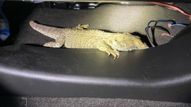 Michigan State Police troopers find bearded dragon hiding under seat during traffic stop