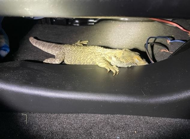 Bearded dragon in car