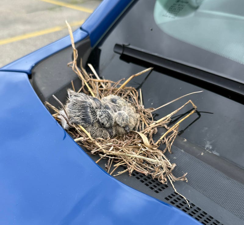bird born on MSP car