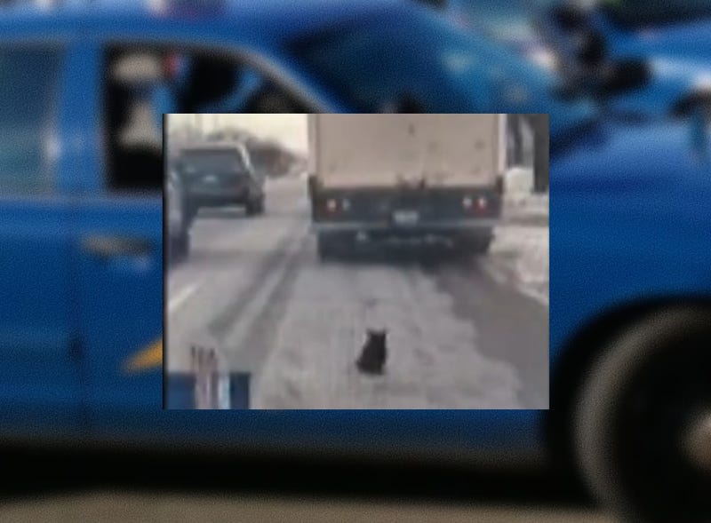 Cat rescued by trooper