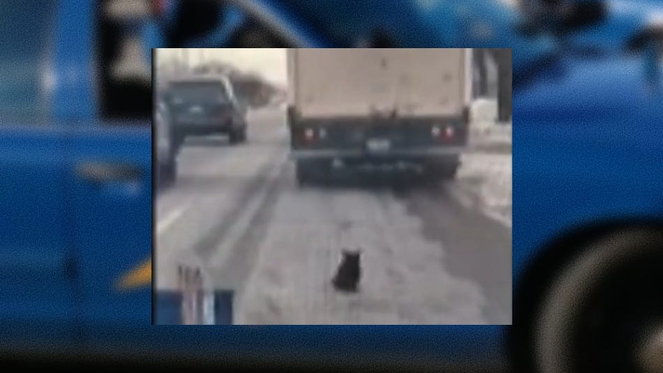 WATCH: MSP trooper saves cat that hitched a ride, fell off truck on Metro Detroit road