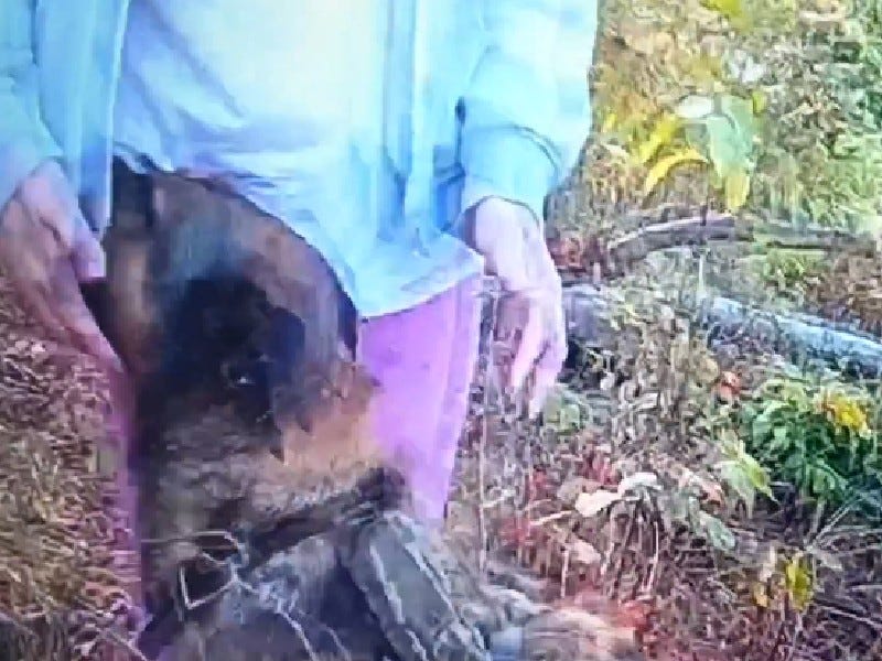 Police K9 Ox greets missing 15-year-old in the woods