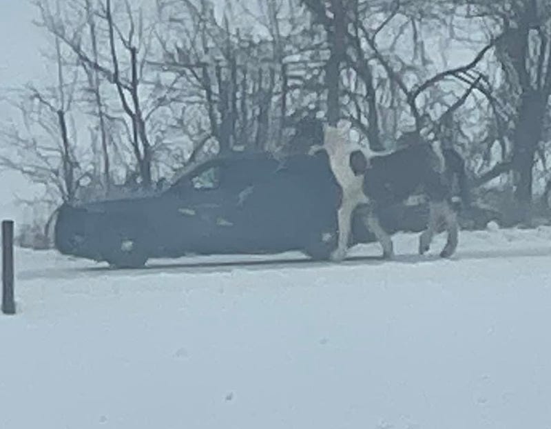Horse next to Michigan State Police car