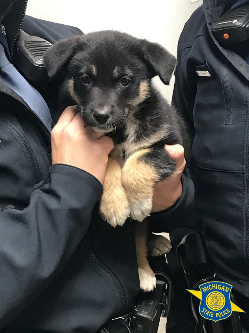 Puppy found on I-75