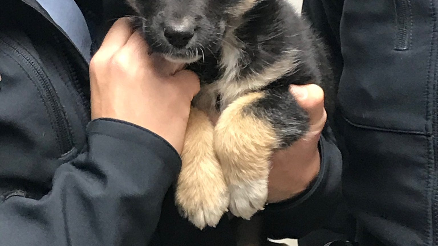 Police find puppy in car abandoned on I-75 in 30 degree weather