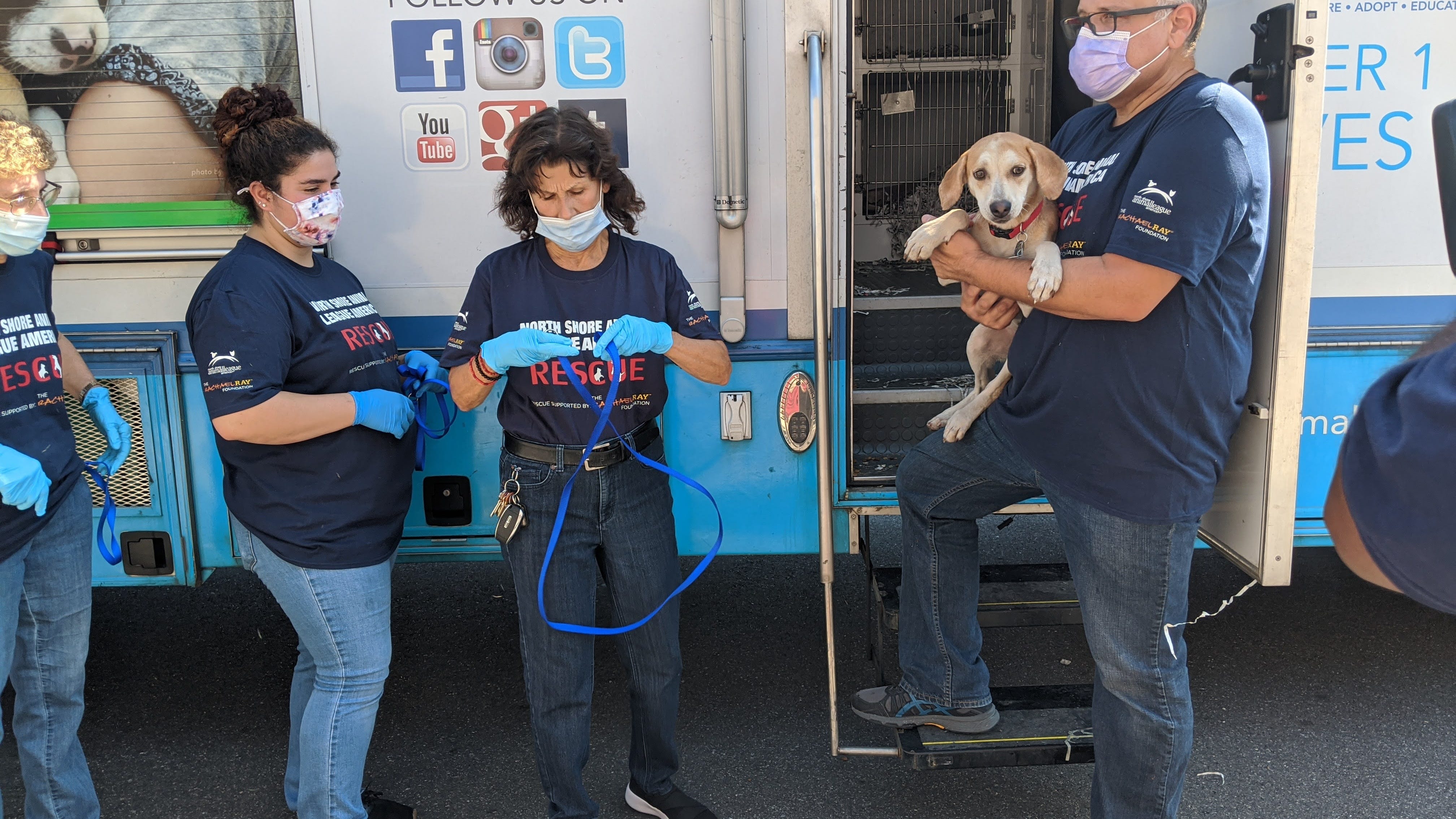 55 dogs rescued from Louisiana available for adoption at LI shelter