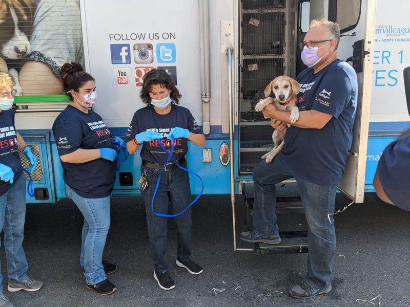 The North Shore Animal League's rescue team arrives in Port Washington, Long Island, on Monday with 55 adoptable dogs it relocated from Hurrican Ida-ravaged Louisiana.