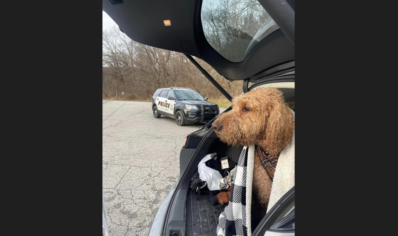 Mac the dog after getting out of the lake
