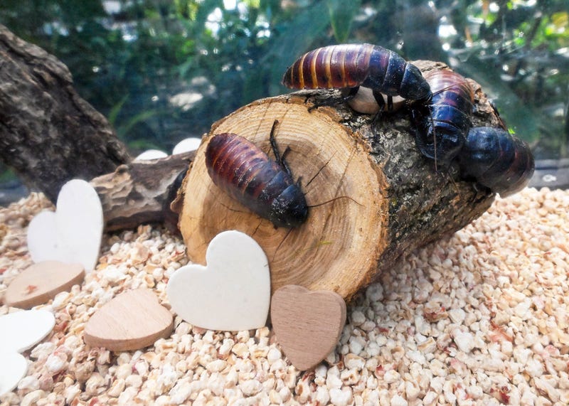 Madagascar Hissing Cockroach