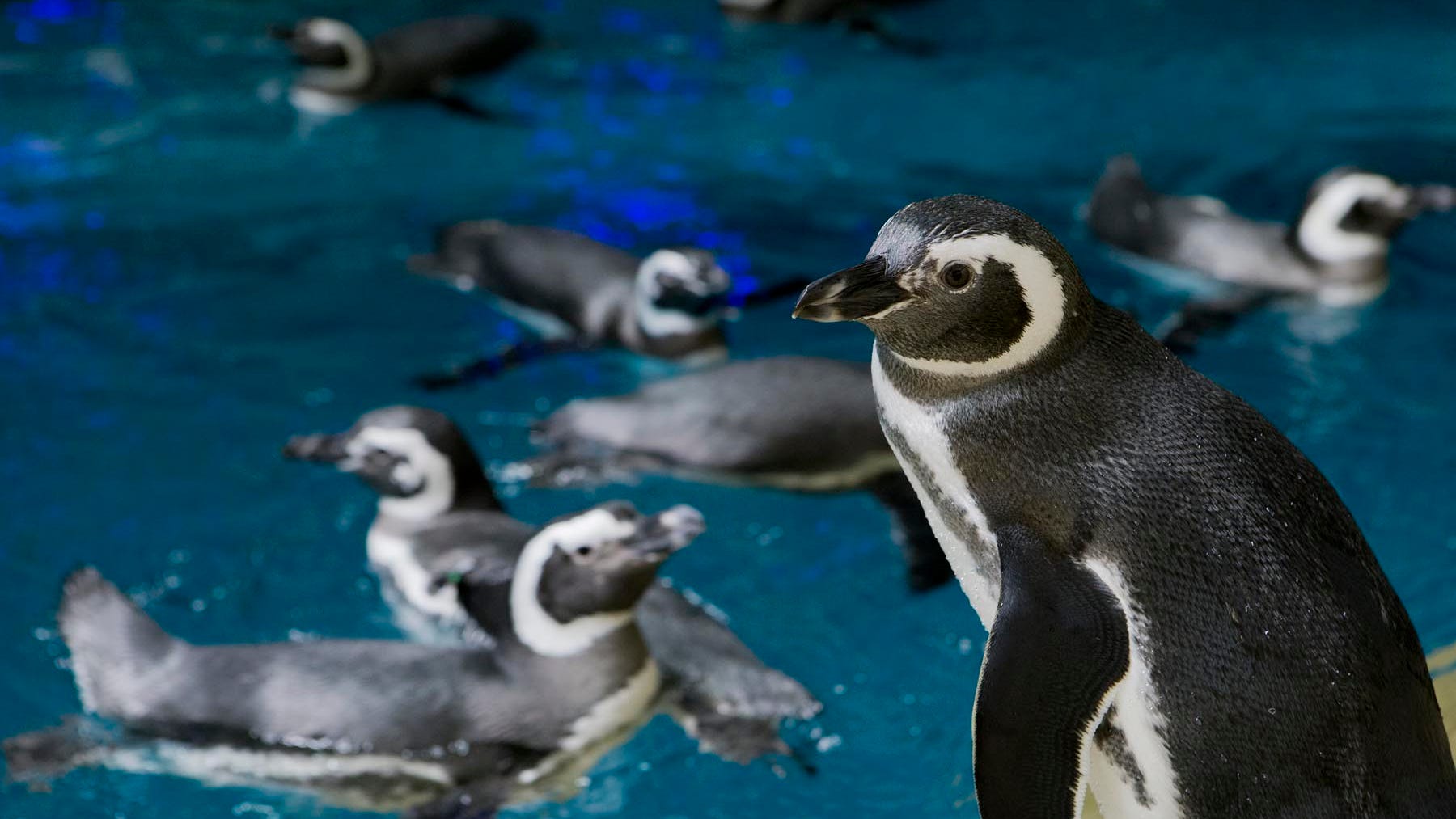 Penguin poop from Patagonia key to Shedd’s efforts to protect species