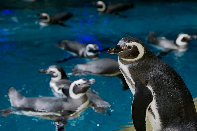 Shedd Aquarium Magellanic penguins