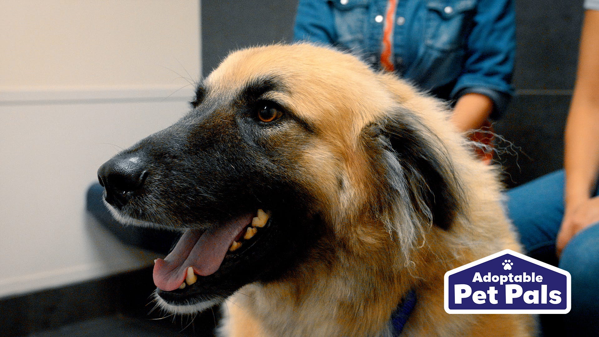 Adoptable Pet Pals: Meet Maggie
