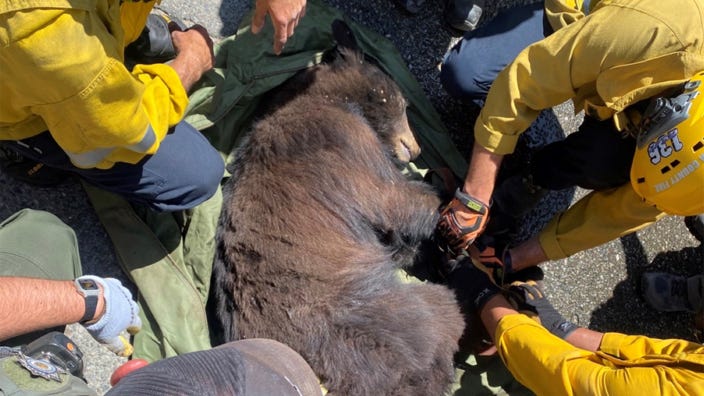 Bear becomes trapped inside Six Flags Magic Mountain