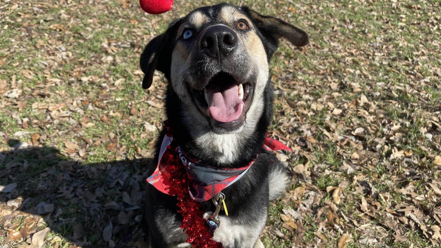 Canine Corner: Maia