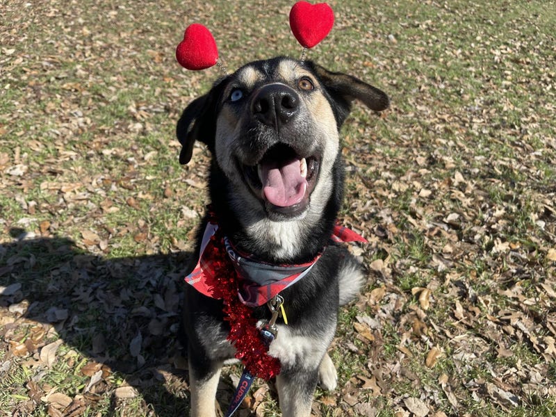 Maia #A1163067