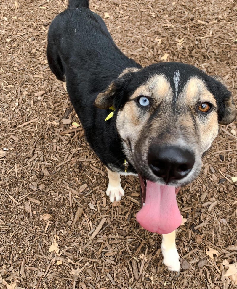 Maia #A1163067