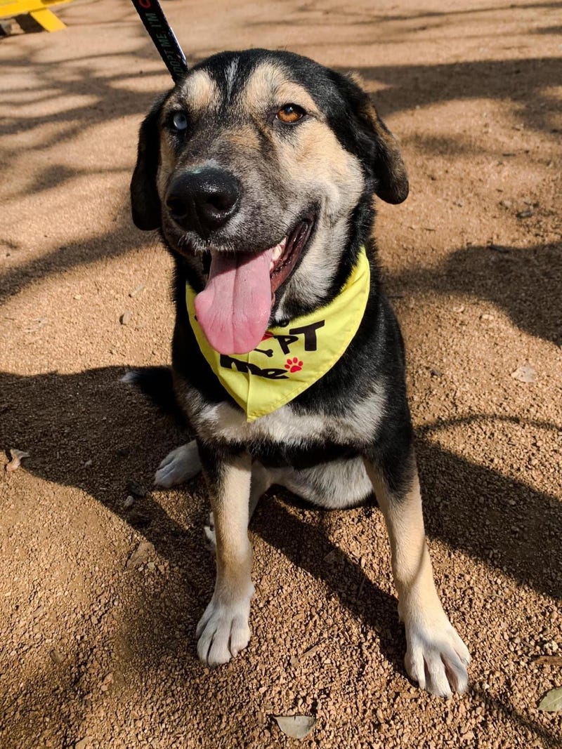 Maia #A1163067