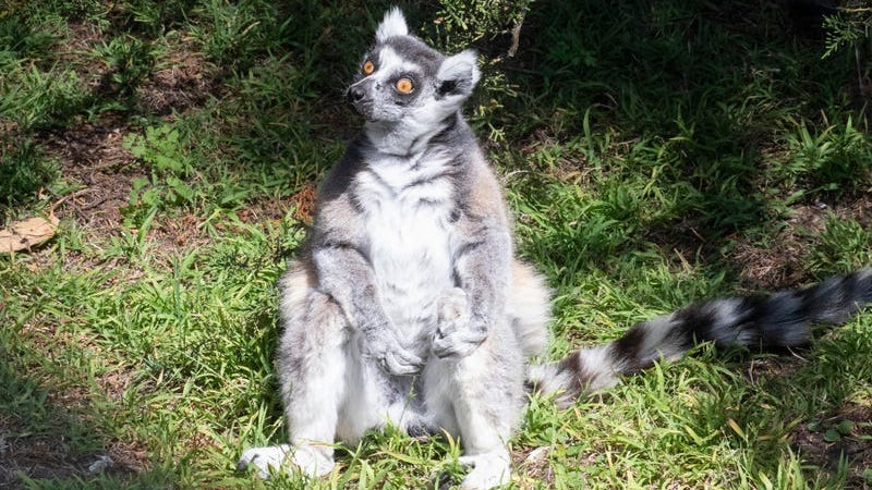 Lemur theft suspect ordered to stay away from San Francisco Zoo