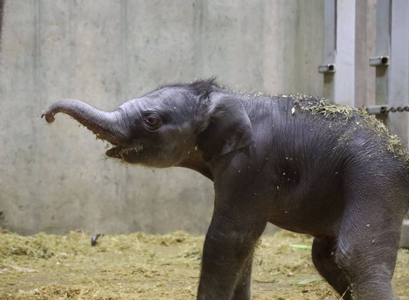 St. Louis Zoo