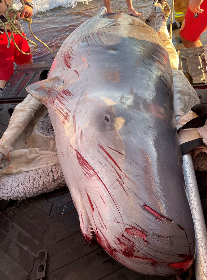 A sperm whale was rescued by Los Angeles County lifeguards and fire crews Sunday after being stranded on the beach.